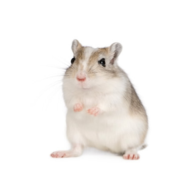gerbil and small pet care