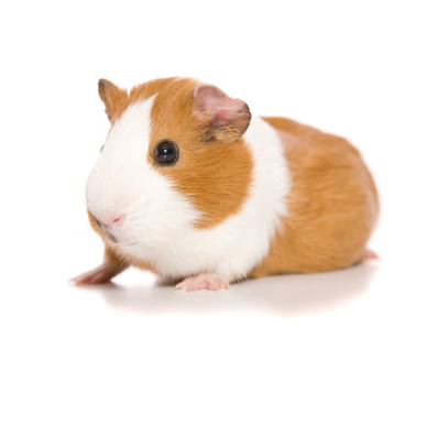 Guinea Pig, a pet looked after by walk the walk