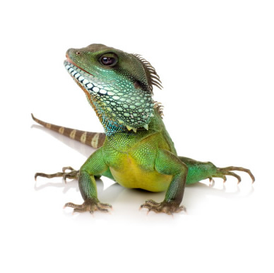 care for your lizard and other reptiles