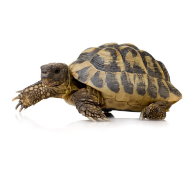 petcare for your tortoise