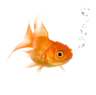 goldfish and aquatic pet care
